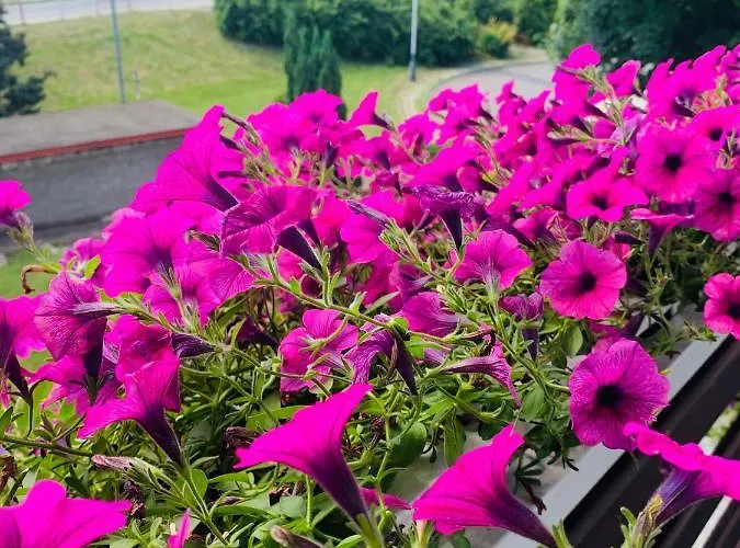 Апартаменти Alena *